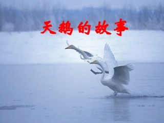 天鹅的故事课件