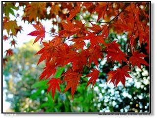 《29、手捧空花盆的孩子》