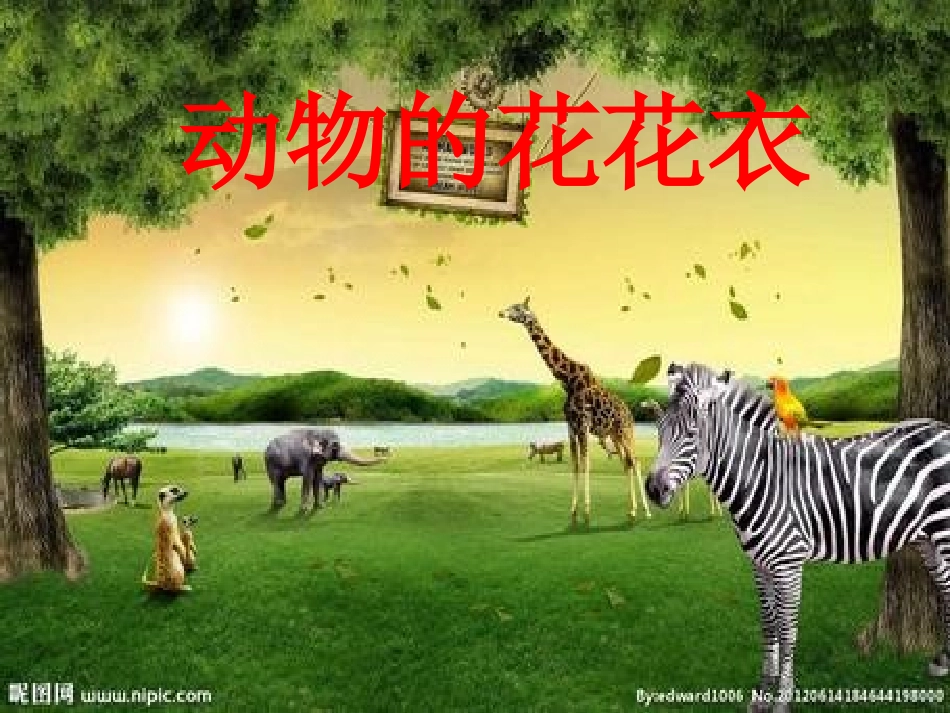 动物的花花衣_第1页