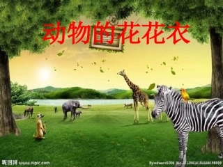 动物的花花衣