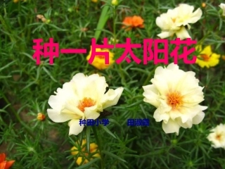 《种一片太阳花》教学课件