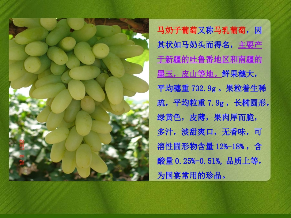 综合实践《葡萄》_第3页