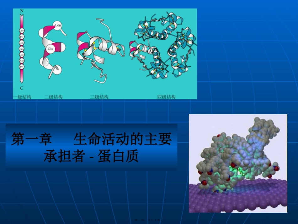 第二章生命活动的主要承担者蛋白质_第1页