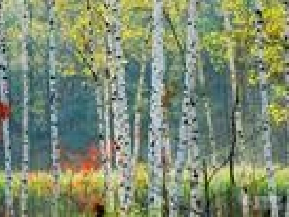 《美丽的小兴安岭》课件 (3)_第3页