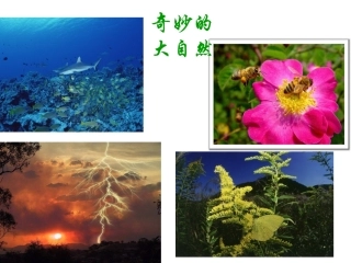 生态系统的基本组成及相互关系