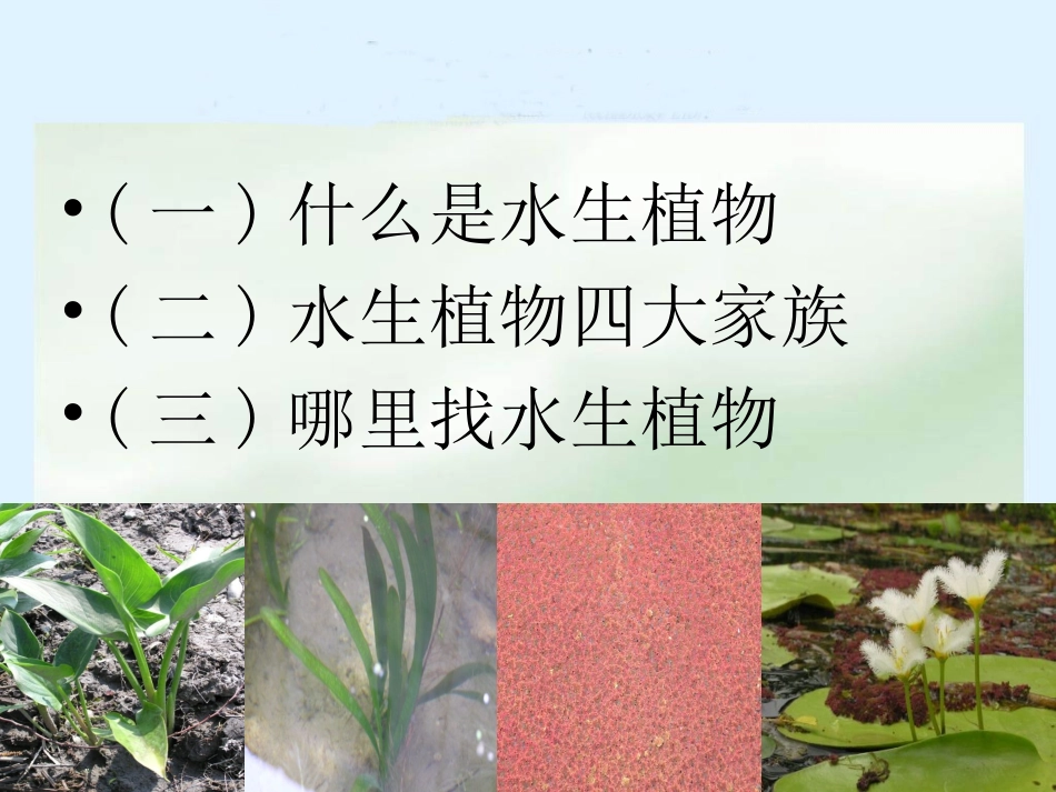 三年级科学上册_水生植物课件_教科版_第2页
