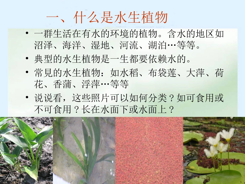 三年级科学上册_水生植物课件_教科版_第3页