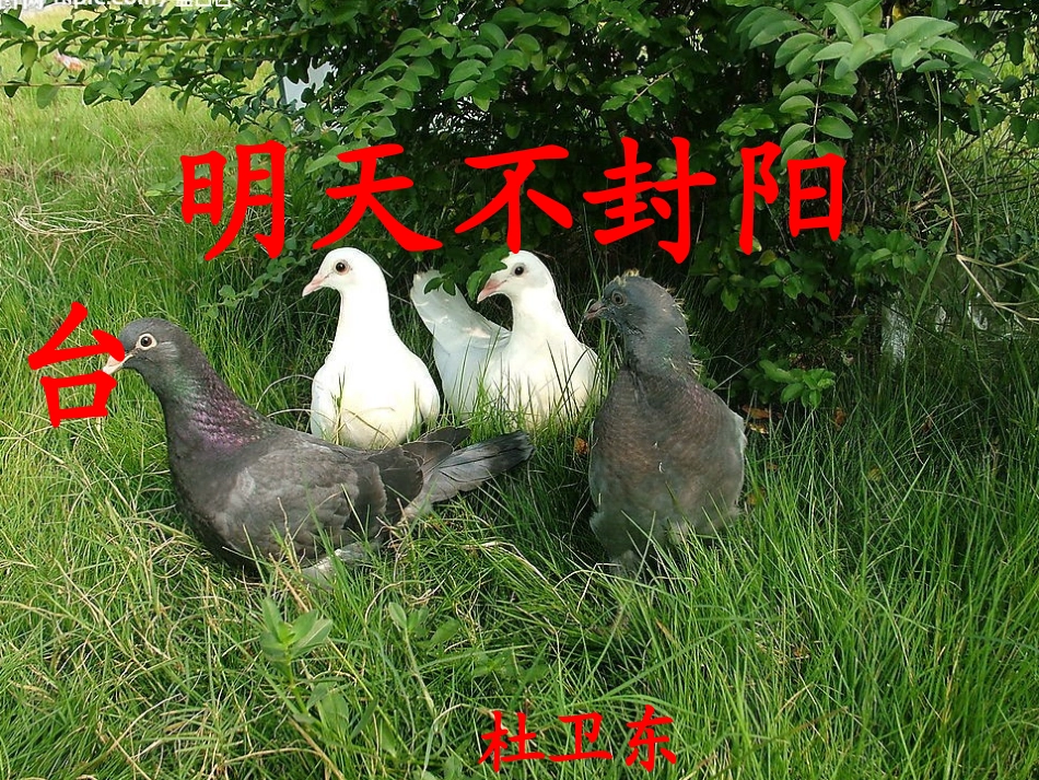 赛教《明天不封阳台》课件_第1页