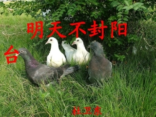 赛教《明天不封阳台》课件