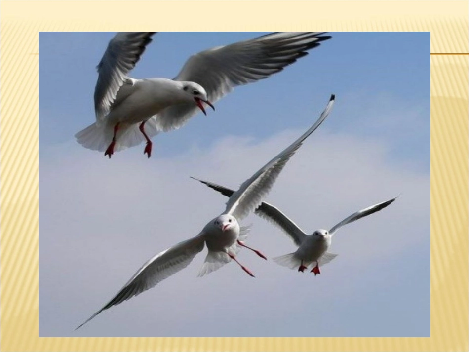 老人与海鸥 (2)_第2页