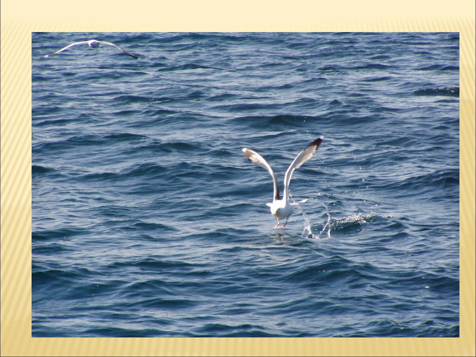 老人与海鸥 (2)_第3页