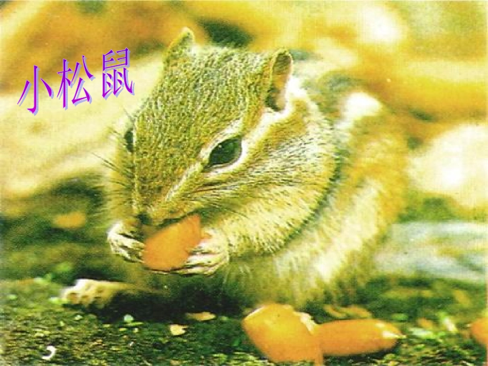 《小松鼠找花生果》_第2页