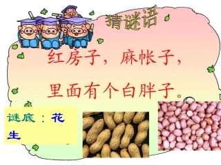 《小松鼠找花生果》