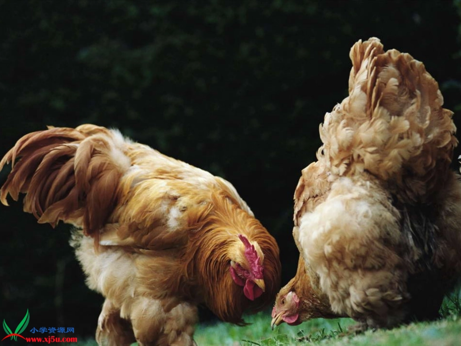 母鸡教学课件_第1页