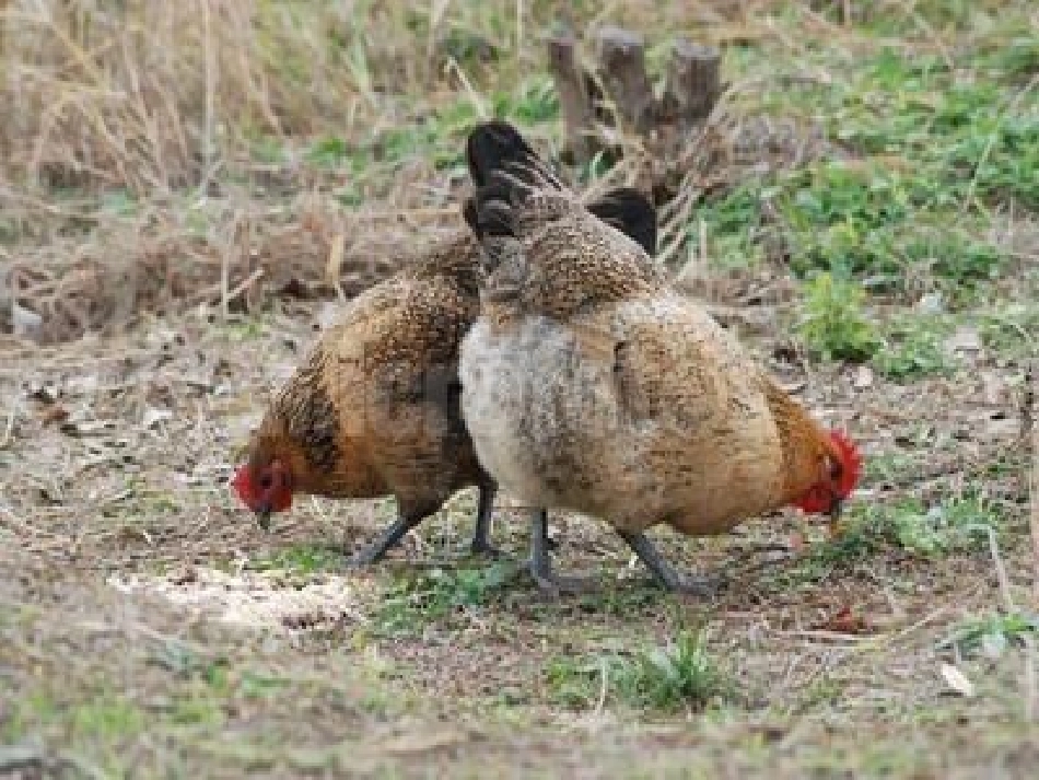 母鸡教学课件_第2页