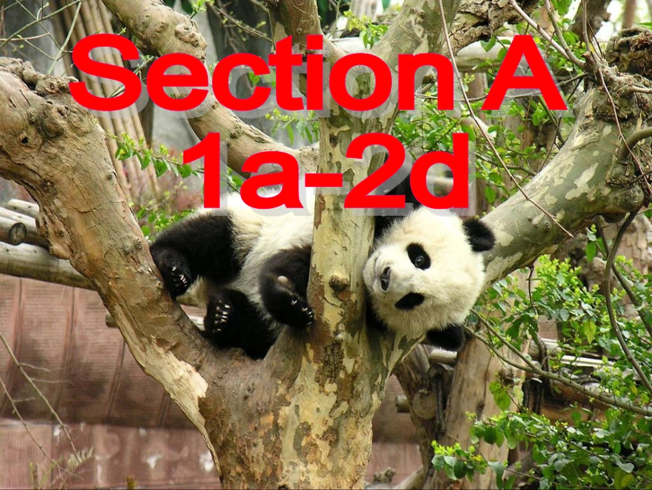 人教版七年级英语下册Unit_5_Why_do_you_like_pandas_课件PPT2013春_第2页