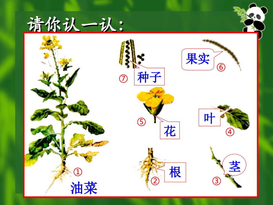 植物体的结构层次 (2)_第2页