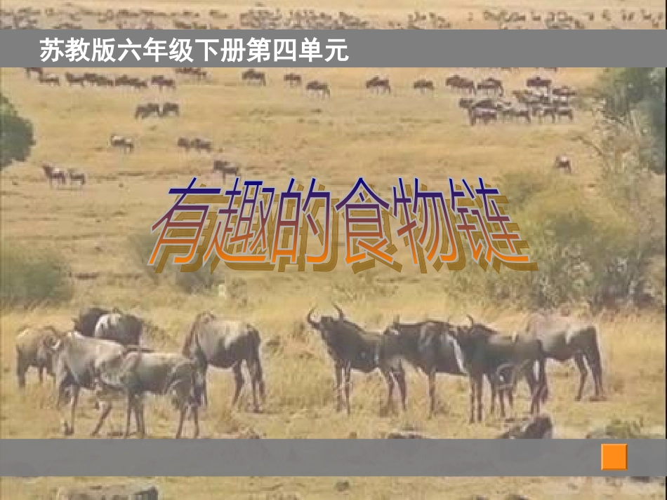 苏教版科学六下《有趣的食物链》PPT课件16_第1页