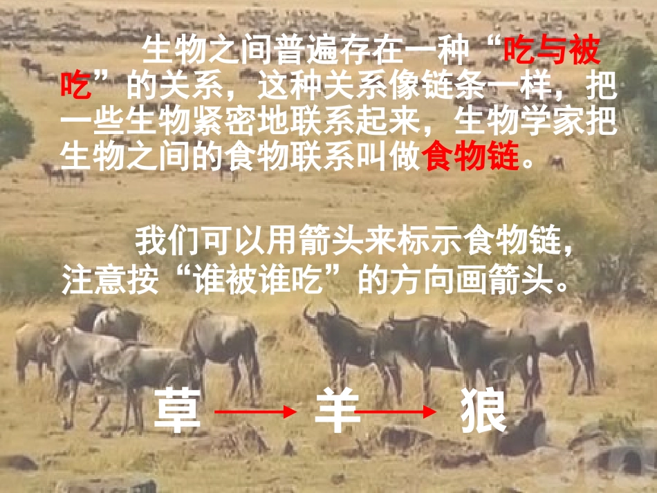苏教版科学六下《有趣的食物链》PPT课件16_第2页
