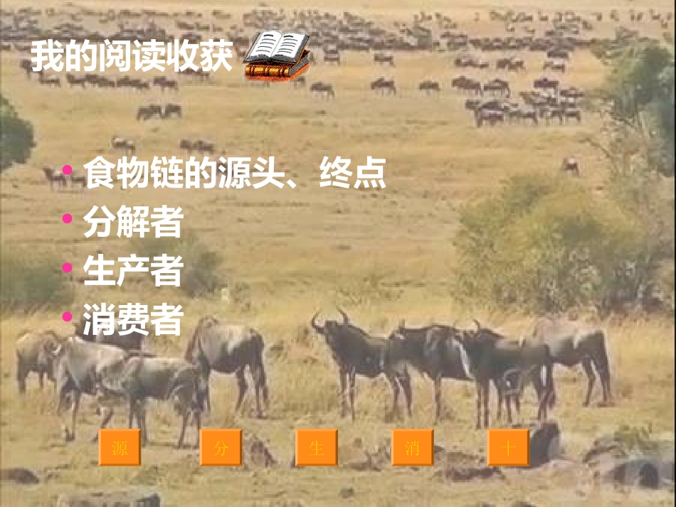 苏教版科学六下《有趣的食物链》PPT课件16_第3页