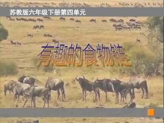 苏教版科学六下《有趣的食物链》PPT课件16