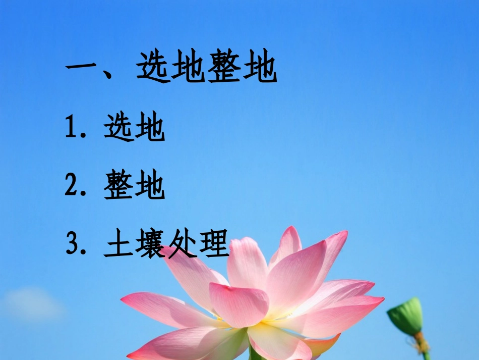 莲藕种植技术[1]_第3页