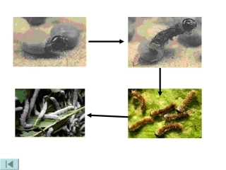 蚕的生长变化课件