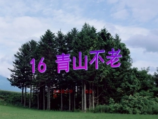 《青山不老》教学课件1