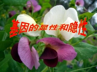 《基因的显性和隐性》参考课件1