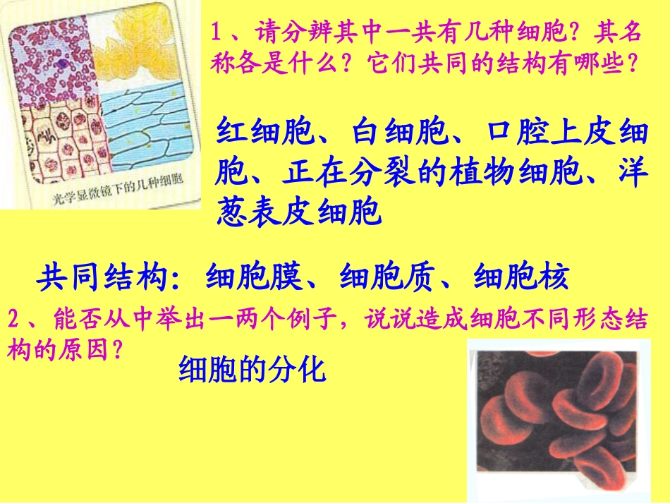 细胞的统一性和多样性12_第2页