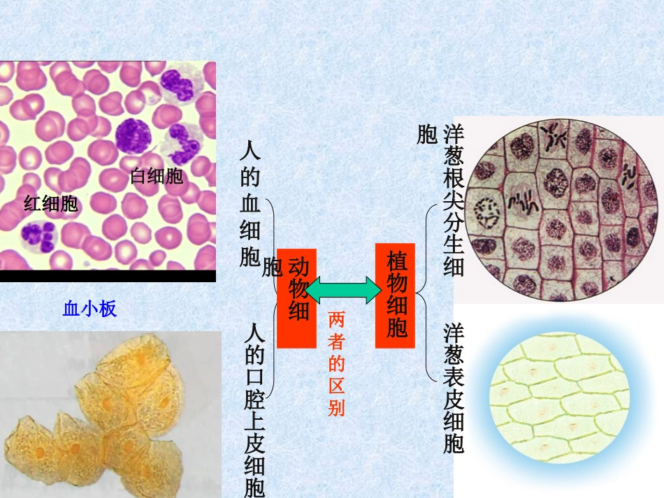 细胞的统一性和多样性12_第3页