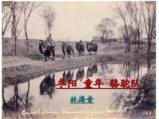冬阳童年骆驼队 (2)
