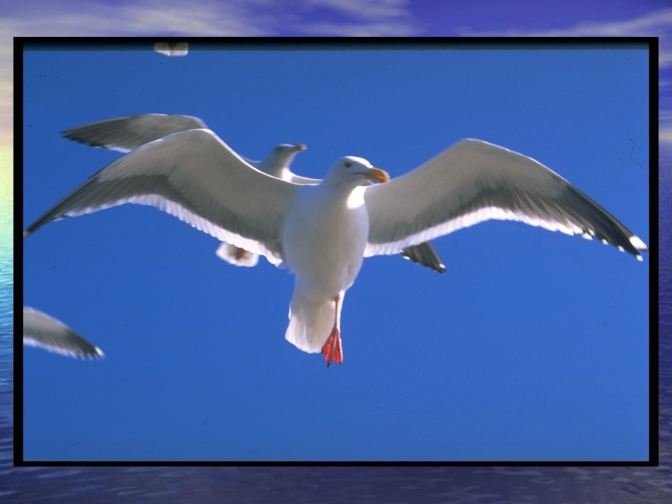 新人教A版必修一132函数的奇偶性_第2页