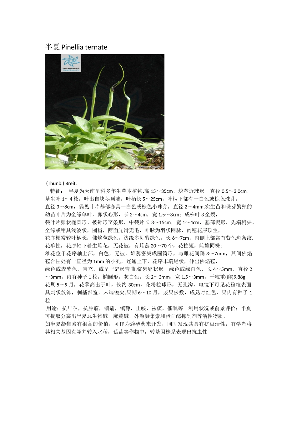 半夏Pinelliaternate_第1页