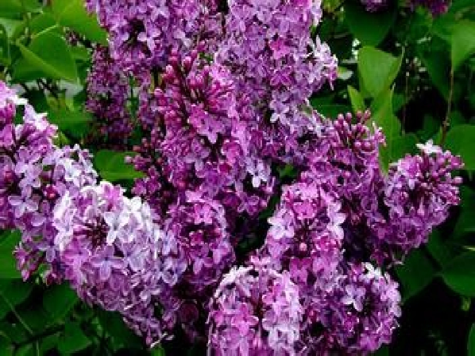 苏教版二年级上册5《一株紫丁香》课件_第2页