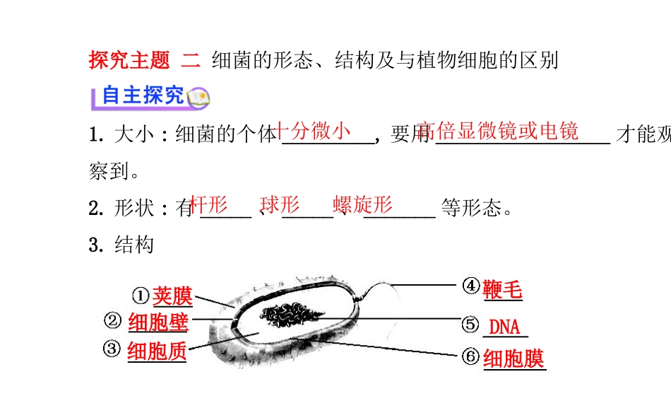 八年级上册课件：第五单元第四章第二节细菌（人教版）_第3页