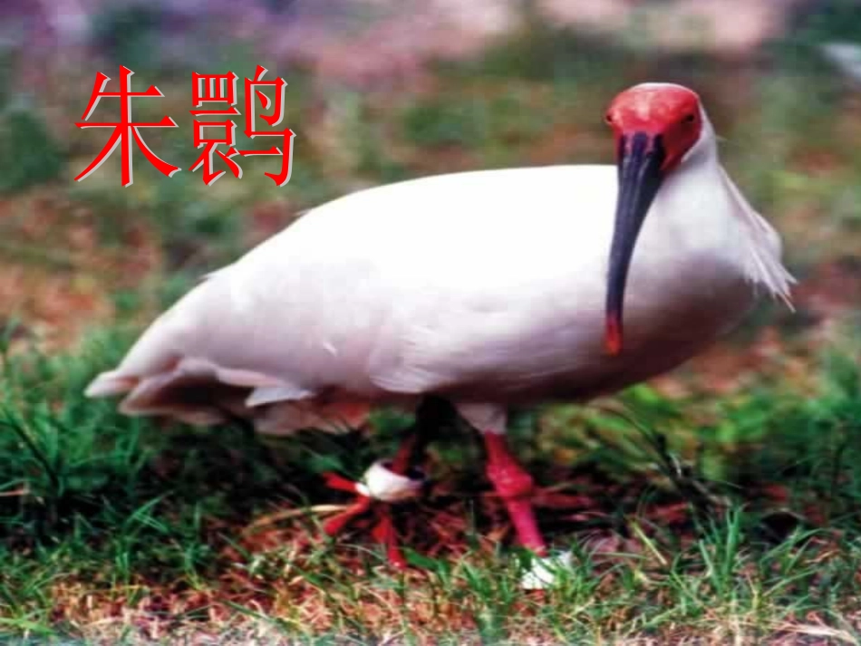 朱鹮飞回来了课件_第1页