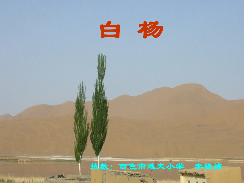 《白杨》演示文稿_第1页