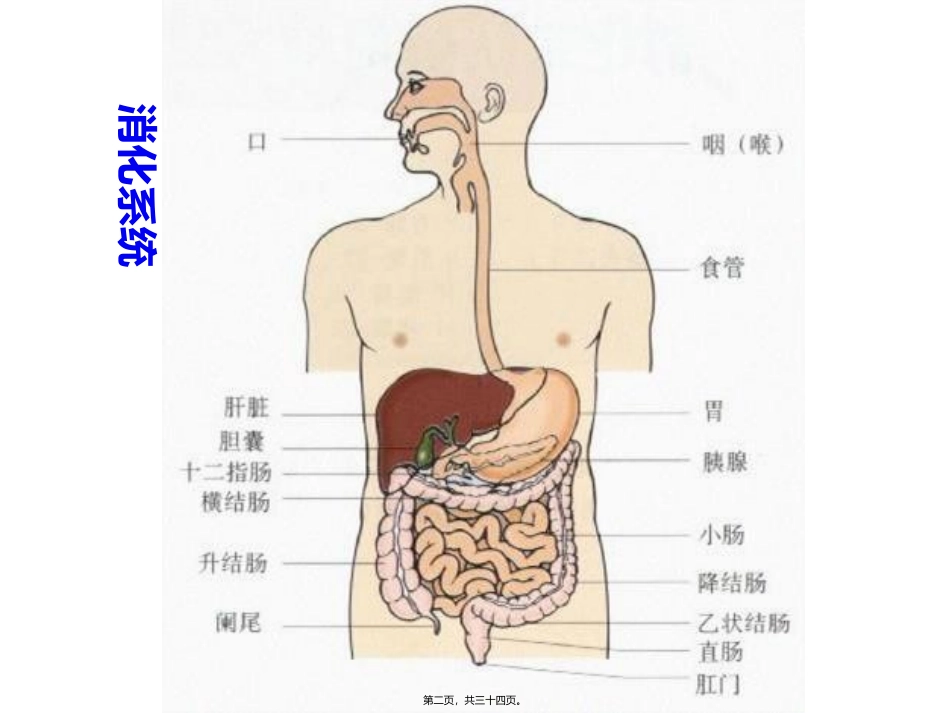 也用于急性上消化道出血丙谷胺胃泌素受体阻断药三_第2页