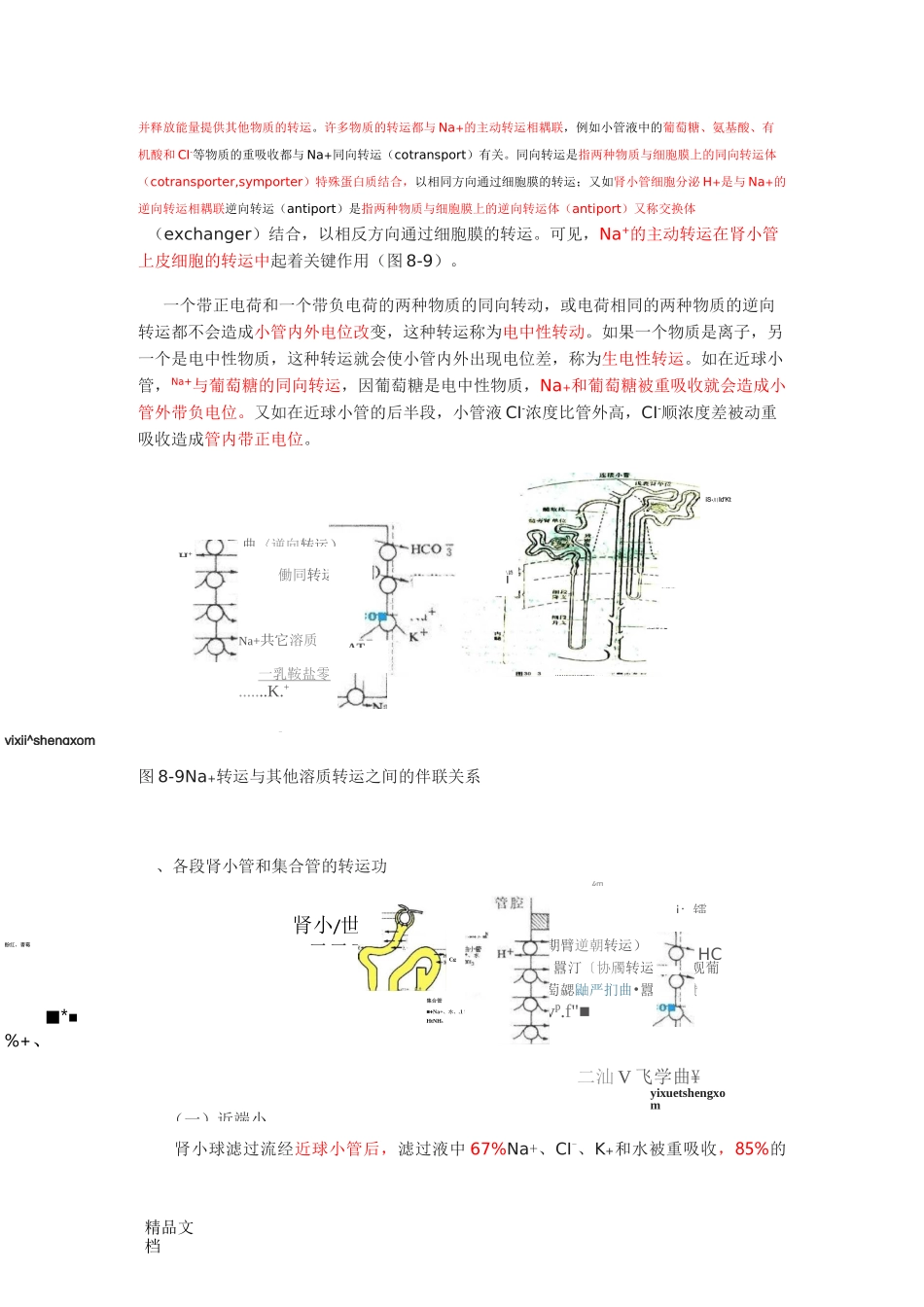 肾小管和集合管的重吸收_第2页