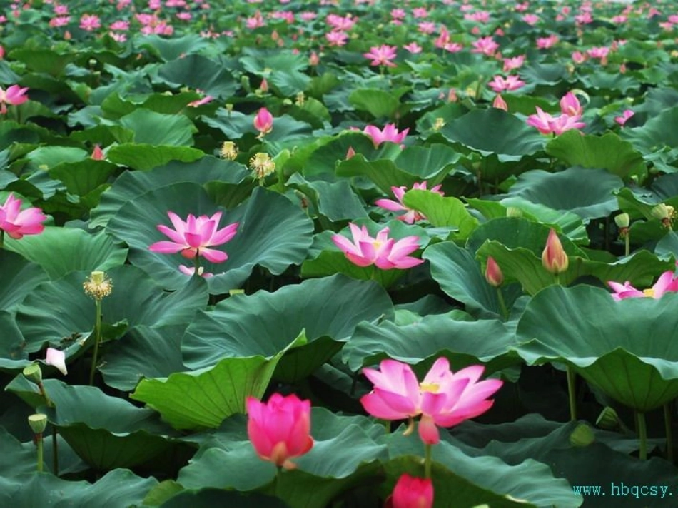 《四季》课件 (2)_第3页