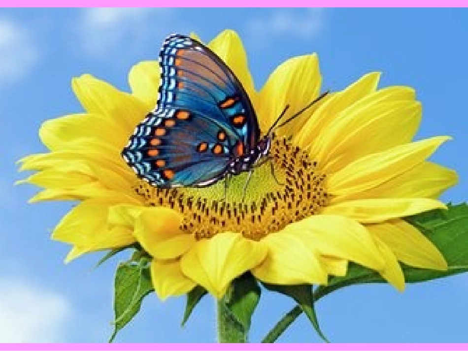 美术课件蝴蝶_第1页