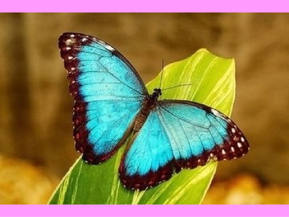 美术课件蝴蝶_第3页