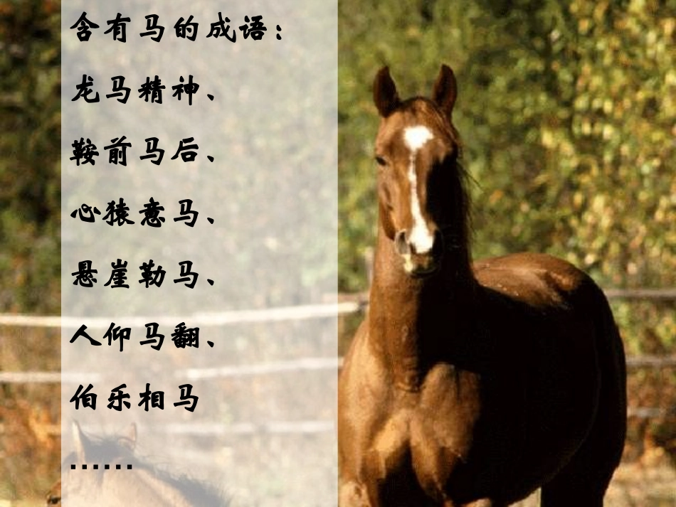 人教新课标版初中七下《马》课件_第3页