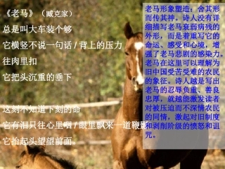 人教新课标版初中七下《马》课件