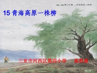 青海高原一株柳 (2)