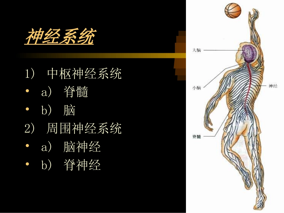 神经系统的组成和功能(微课用)_第2页