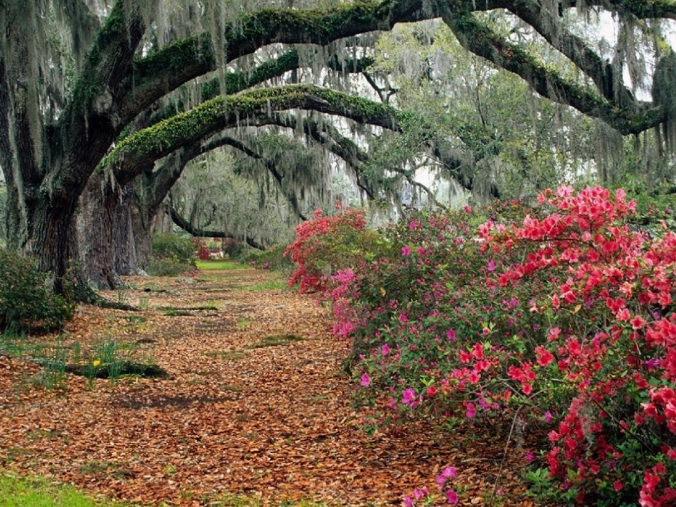 大自然的语言课件_第1页