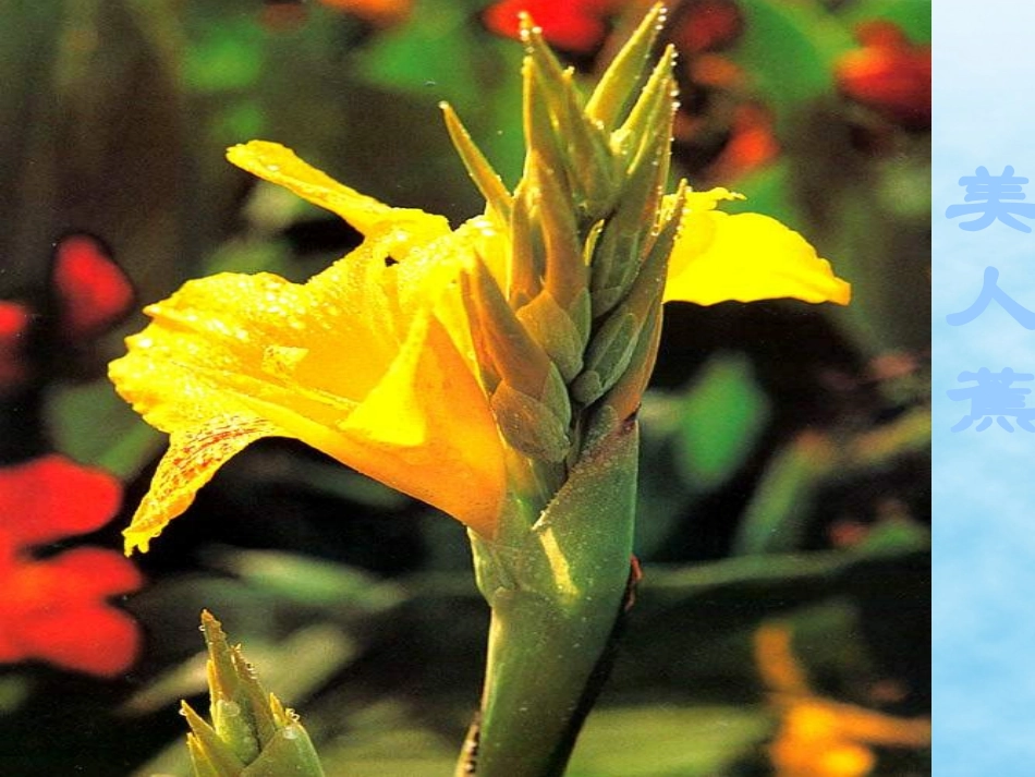 三1年级《花钟》课件_第3页