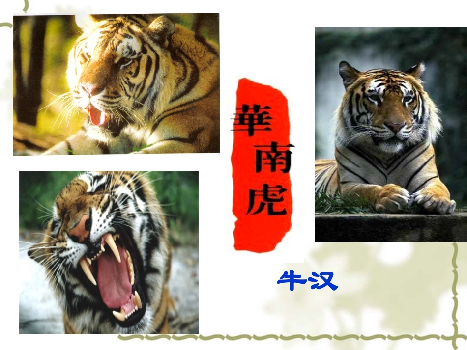 华南虎(上课用)_第1页